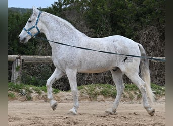 Warlander, Caballo castrado, 18 años, 154 cm, Tordo