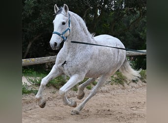 Warlander, Caballo castrado, 18 años, 154 cm, Tordo