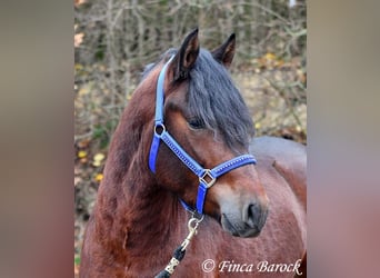 Warlander Mestizo, Caballo castrado, 3 años, 160 cm, Morcillo
