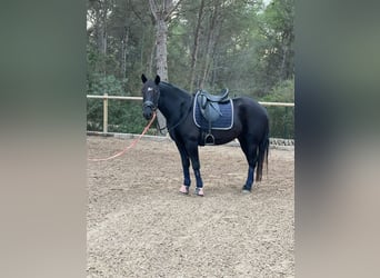 Warlander Mestizo, Caballo castrado, 4 años, 155 cm, Negro