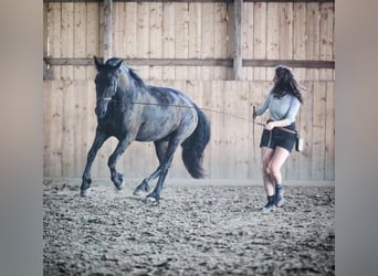 Warlander, Caballo castrado, 4 años, 158 cm, Negro