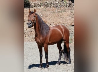 Warlander, Caballo castrado, 6 años, 164 cm, Castaño