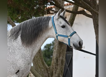 Warlander, Castrone, 18 Anni, 154 cm, Grigio