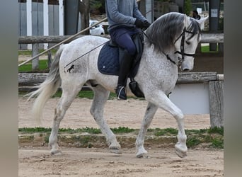 Warlander, Castrone, 18 Anni, 154 cm, Grigio