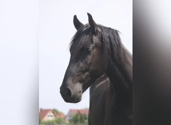 Warlander, Castrone, 3 Anni, 157 cm, Morello