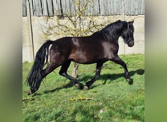 Warlander, Castrone, 3 Anni, 157 cm, Morello