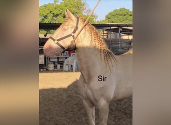 Warlander, Étalon, 1 Année, Bai brun foncé