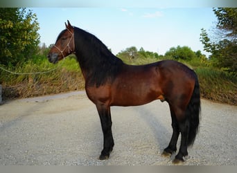 Warlander Croisé, Étalon, 8 Ans, 152 cm