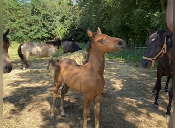 Warlander, Étalon, Poulain (08/2023), Bai