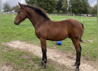 Warlander, Étalon, Poulain (08/2023), Bai