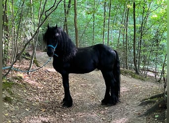 Warlander, Étalon, Poulain (08/2023), Bai