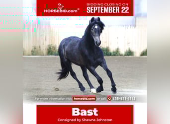 Warlander, Gelding, 2 years, 15 hh, Grey