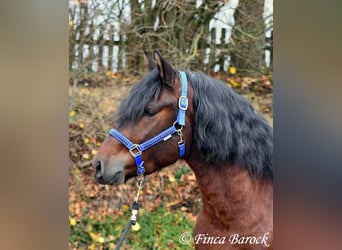 Warlander Mix, Gelding, 3 years, 15,2 hh, Smoky-Black