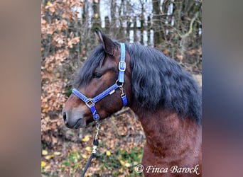 Warlander Mix, Gelding, 3 years, 15,2 hh, Smoky-Black