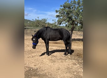 Warlander Mix, Gelding, 4 years, 15.1 hh, Black