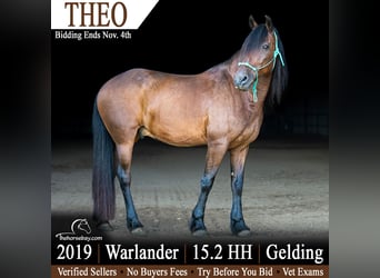 Warlander, Gelding, 7 years, 15.1 hh, Bay
