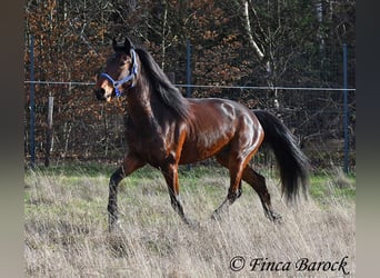 Warlander, Giumenta, 4 Anni, 160 cm, Baio scuro