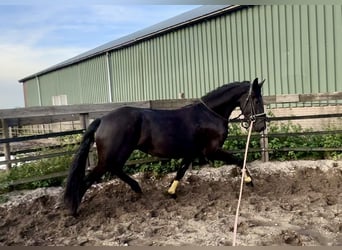 Warlander, Giumenta, 4 Anni, 160 cm, Morello