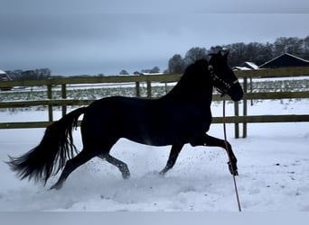 Warlander, Giumenta, 5 Anni, 160 cm, Morello