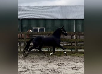 Warlander, Giumenta, 5 Anni, 162 cm, Morello