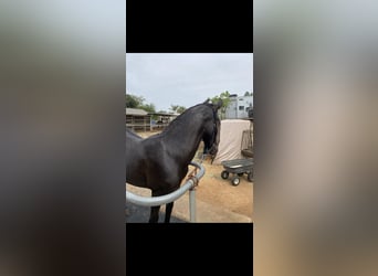 Warlander, Hengst, 1 Jahr, 152 cm, Schwarzbrauner