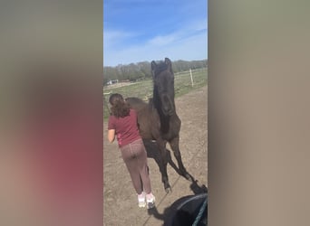 Warlander, Hengst, 1 Jahr, Rappe