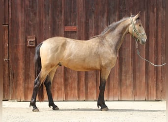 Warlander, Hengst, 2 Jaar, 165 cm, Buckskin