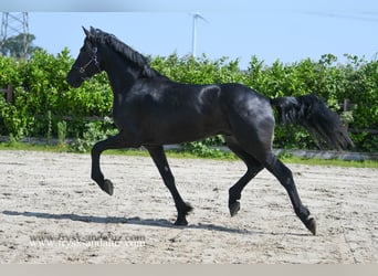 Warlander, Hengst, 3 Jahre, 176 cm, Rappe