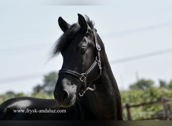 Warlander, Hengst, 3 Jahre, 176 cm, Rappe