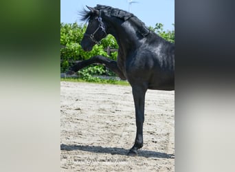 Warlander, Hengst, 3 Jahre, 176 cm, Rappe