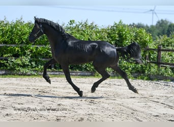 Warlander, Hengst, 3 Jahre, 176 cm, Rappe