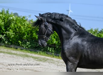 Warlander, Hengst, 3 Jahre, 176 cm, Rappe