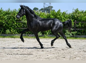 Warlander, Hengst, 3 Jahre, 176 cm, Rappe