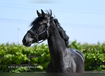 Warlander, Hengst, 3 Jahre, 176 cm, Rappe