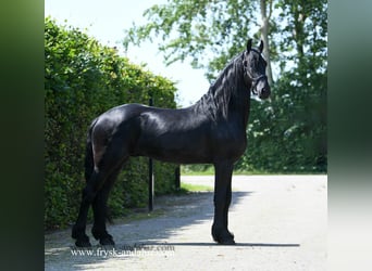 Warlander, Hengst, 3 Jahre, 176 cm, Rappe