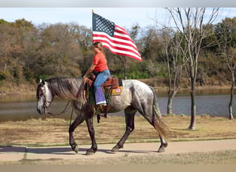 Warlander, Hengst, 5 Jaar, 163 cm, Appelschimmel