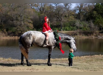 Warlander, Hengst, 5 Jaar, 163 cm, Appelschimmel
