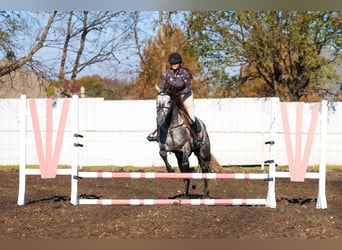 Warlander, Hengst, 5 Jaar, 163 cm, Appelschimmel