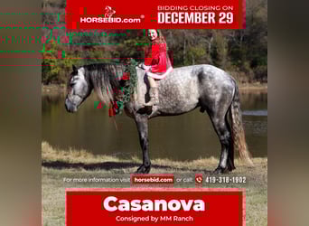 Warlander, Hengst, 5 Jahre, 163 cm, Apfelschimmel