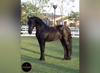 Warlander, Hengst, 5 Jahre, 163 cm, Rappe