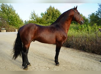 Warlander Mix, Hengst, 7 Jahre, 152 cm