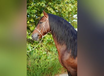 Warlander Mix, Hengst, 7 Jahre, 152 cm