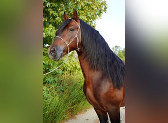 Warlander Mix, Hengst, 8 Jahre, 152 cm