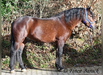 Warlander Croisé, Hongre, 3 Ans, 160 cm, Bai brun foncé