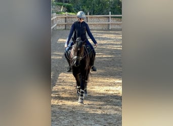Warlander Croisé, Hongre, 4 Ans, 155 cm, Noir