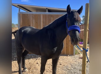 Warlander Croisé, Hongre, 4 Ans, 155 cm, Noir