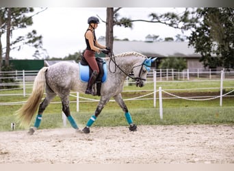Warlander, Hongre, 7 Ans, 173 cm, Gris pommelé