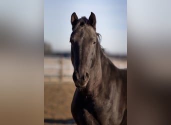 Warlander Croisé, Hongre, 8 Ans, 156 cm, Noir