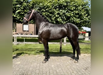 Warlander, Jument, 4 Ans, 160 cm, Noir