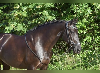 Warlander, Klacz, 11 lat, 163 cm, Kara